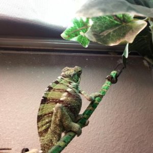 Nosy1