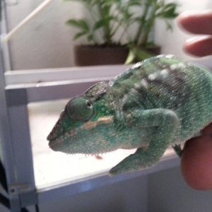 My New Nosy Be.. about 4 months old