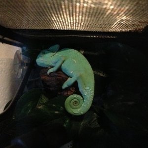 sleeping ...love her colors when she is sleeping they almost glow in the dark