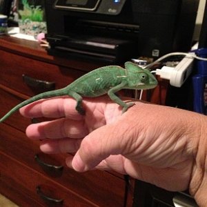 size after last shed - had her 2 months