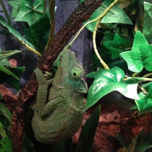 checking out new cage