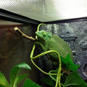 second day after ..looking better and eating