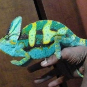 he was looking ot my receptive female, too bad i couldnt get a clear shot...he was killing my thumb with a death grip lol. 
aprox 6 weeks afer i got