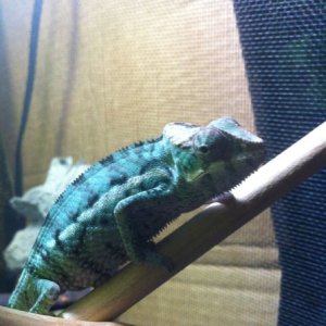 tiny color 2