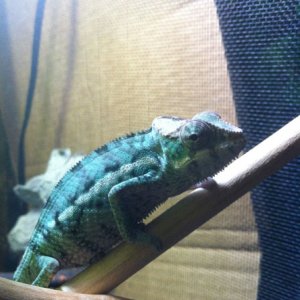 tiny bit of color