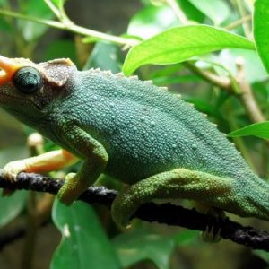 meru male