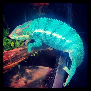 Jasper my Nosey Be panther chameleon