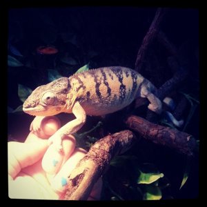 Jaime my Nosey Be female panther chameleon