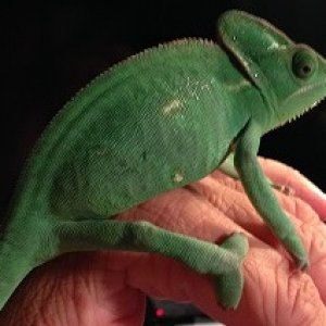 Tara 2013