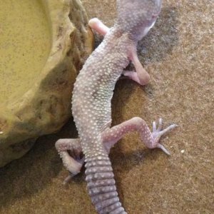 Recovering MBD gecko