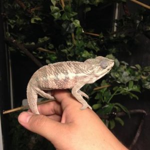 First night after his bath he seemed a bit brighter white and more happy in general. Very loving little dude. He weighs 42 grams in this picture! half