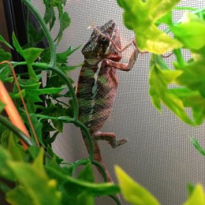 4.5 Months Old