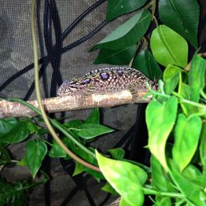 6.5 Months Old - Gravid