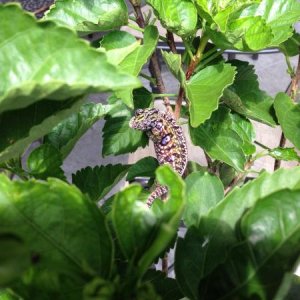 6.5 Months Old - Gravid
