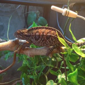 6.5 Months Old - Gravid