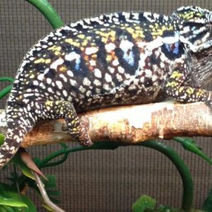 7 Months Old - Gravid