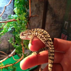 6.5 Months Old