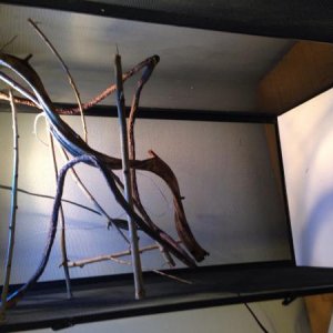 Updating Oliver's cage - branches