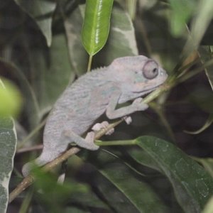 008 kanto baby at 3mo