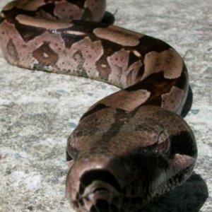My husbands OTHER girl...female Guyana redtail