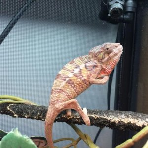 mitis male