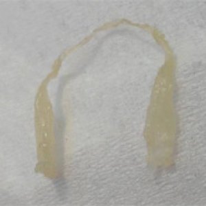 reptile sperm1