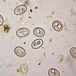 coccidia1