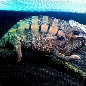 Love my Nosy Be  panther female. Got her from Chameleon and Company of out Florida..she's a sweetie pie! Great disposition.. this lighting makes her l