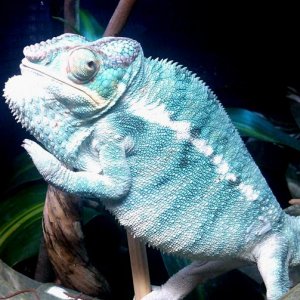 This Nosy Be boy came from Chameleon and Company out of Florida. Very impressed with what they sent me, their health and their immediate response and