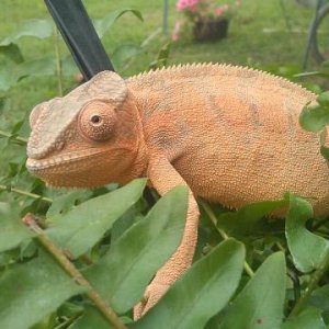 This is my awesome, beautiful Ambilobe female which came from a local Pet Store, Pet Paradise here in Virginia Beach..great store..crickets $20 for 10