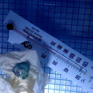 Baby Veiled which I believed at first was stillborn..survives!