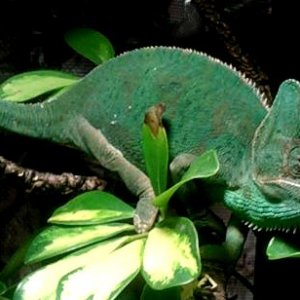 This was my first girl..got her from her first owner..good disposition for a Veiled.