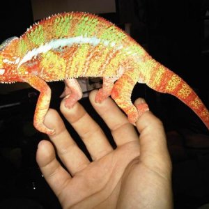 1year old sambava flaring up.