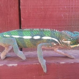 Hanging out on the fence