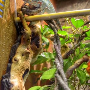 Optimus in his latest setup. It won't get moved around or changed anymore until he gets put into his larger enclosure when he's older, so he's able to