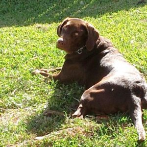 Mako vida de perro 2