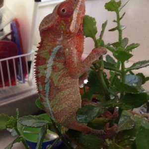 11/3 at home, on his sink tree getting his fill of some water. Poor guy was so thirsty.