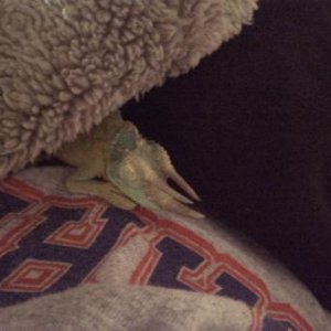 Pascal snoozing