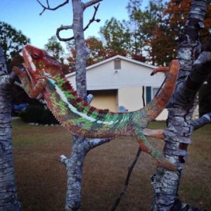 11/6: in a tree in the yard for the first time (with me)