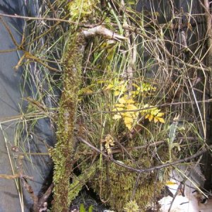 GreenhouseMoss1