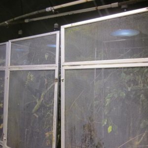 GreenhouseNightHalide1