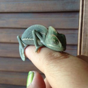 Cutest chameleon ever, he climbed right on my finger and went to sleep.