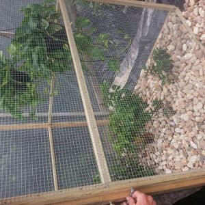 Veiled cage