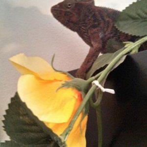 Fred and yellow flower