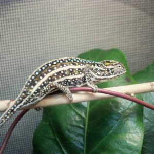 Furcifer Campani