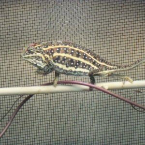 Furcifer Campani