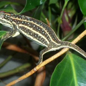 Furcifer Campani