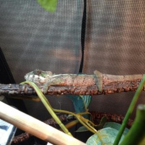 2013 10 20 - Daario Hiding on the vine
