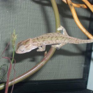 Young male carpet