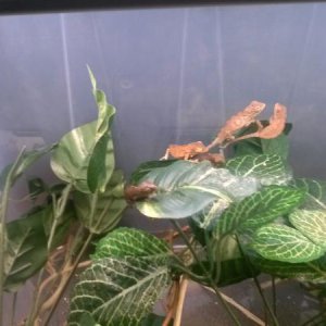 Sunbathing